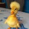 Donald